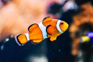 反波胆足球赚钱,利用比赛波动赚取利润的策略反波胆足球赚钱